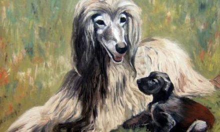 LEVRIERS AFGHAN . huile couteau