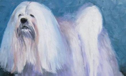 LHASSA APSO . huile couteau