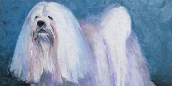 LHASSA APSO . huile couteau