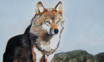 LOUP . huile couteau