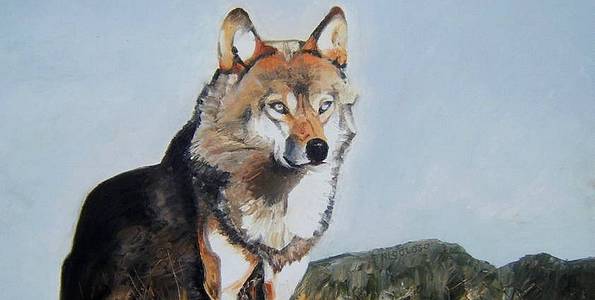 LOUP . huile couteau