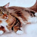 MAINE COON . huile couteau