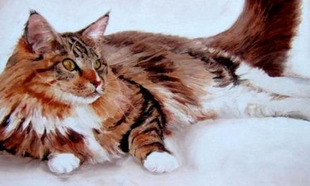 MAINE COON . huile couteau