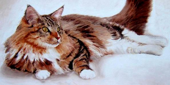 MAINE COON . huile couteau