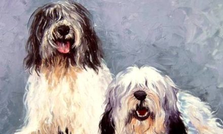 NIZINNY . huile couteau