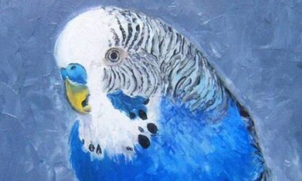 PERRUCHE BLEUE . huile couteau