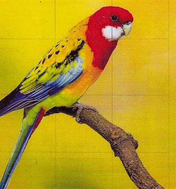 PERRUCHE MULTICOLORE (original)