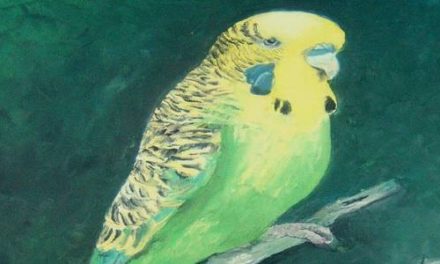 PERRUCHE . huile couteau