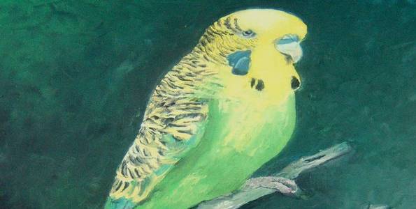 PERRUCHE . huile couteau