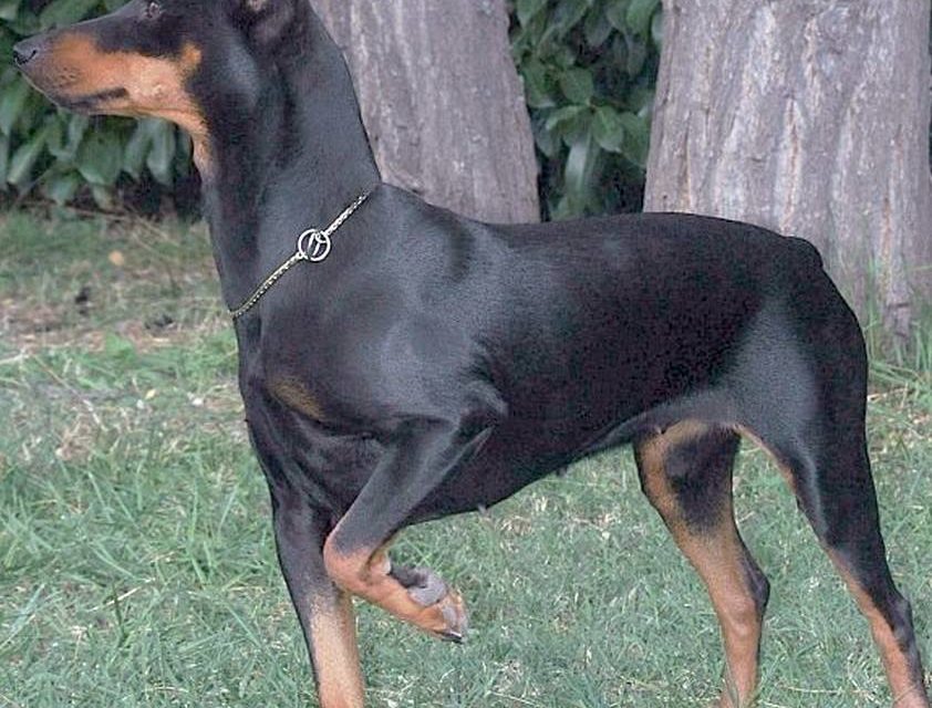 PINSCHER (original)