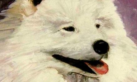 SAMOYEDE . huile couteau