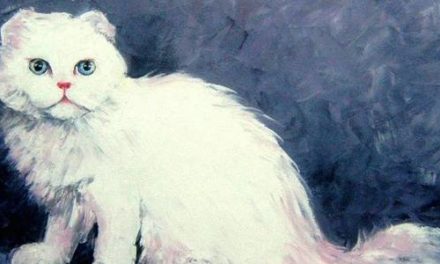 SCOTTISH FOLD . huile couteau