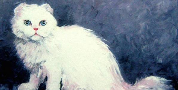 SCOTTISH FOLD . huile couteau