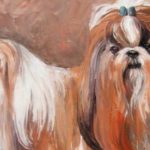 SHIH TZU . huile couteau