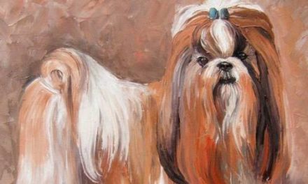 SHIH TZU . huile couteau