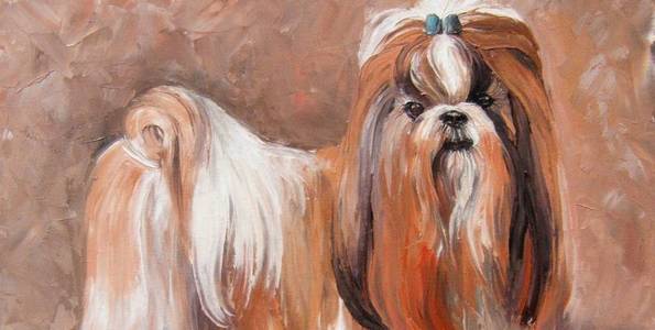 SHIH TZU . huile couteau