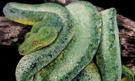 PYTHON ARBORICOLE VERT . huile couteau