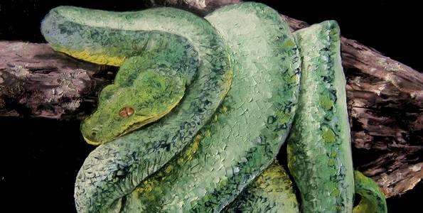 PYTHON ARBORICOLE VERT . huile couteau