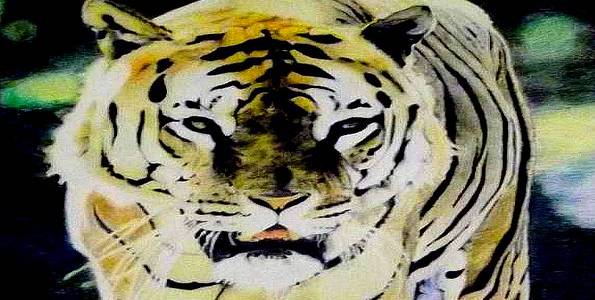 TIGRE . pastel
