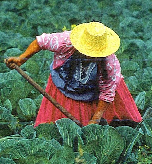 TRAVAUX AUX CHAMPS (original)